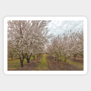 Blooming Almond Sticker